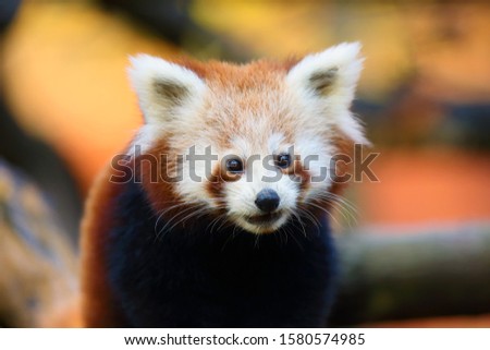 The red panda (Ailurus fulgens) , fire fox or lesser panda, the red bear-cat, and the red cat-bear, portrait in the afternoon light.Red panda on a branch with orange background.