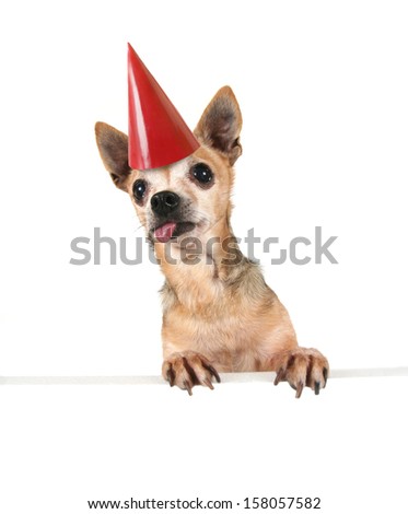 a goofy chihuahua holding a sign and a party hat on