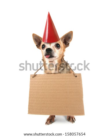 a cute  chihuahua with a sign and a party hat on