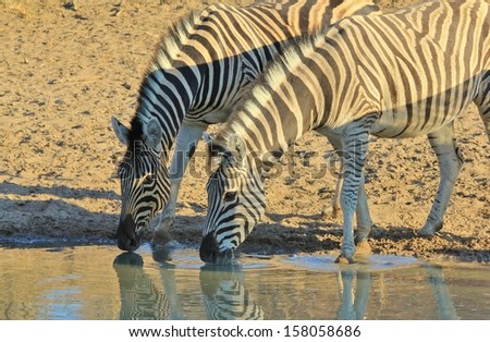 Zebra, Burchell's - Wildlife background from Africa - Striped beauty of the Animal Kingdom.  Reflection of amazing beauty through unique color from Mother Nature.