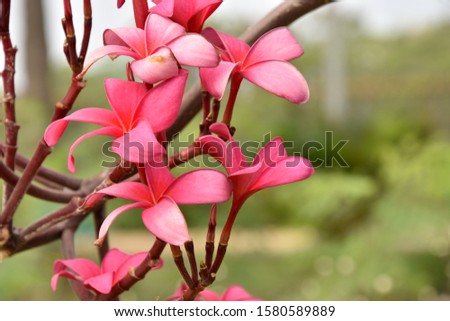 Frangipani sales perth.Plumeria rubra flowers,Flor del plumeria rojo