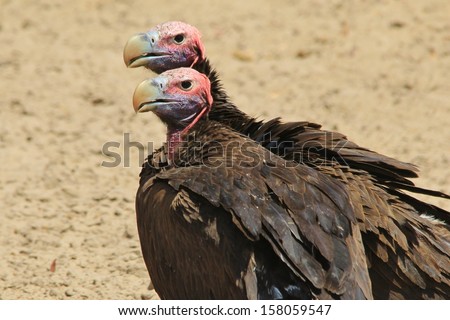 Lappet faced Vulture - Wild Bird Background from Africa - The Grim Reaper from the Animal Kingdom.  Scavenger Supreme