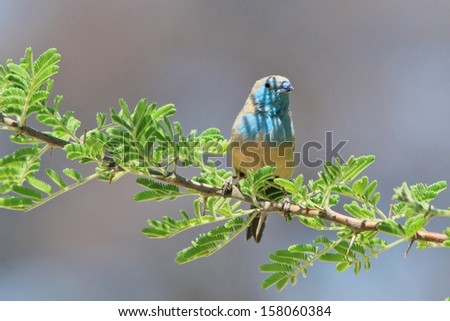Blue Waxbill - Wild Bird Background from Africa - Beautiful colors of wildlife from the free and gorgeous Animal Kingdom.