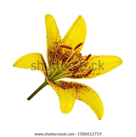 Tiger flower yellow Lily on white background. In full bloom. Isolate.