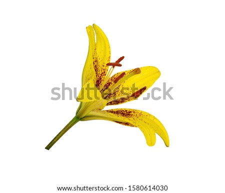 Tiger flower yellow Lily on white background. In full bloom. Isolate.