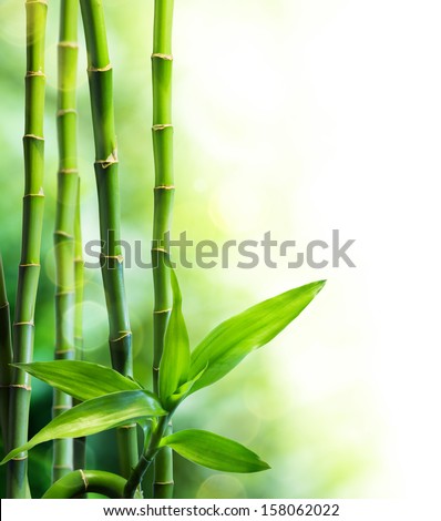many bamboo stalks and light beam Royalty-Free Stock Photo #158062022