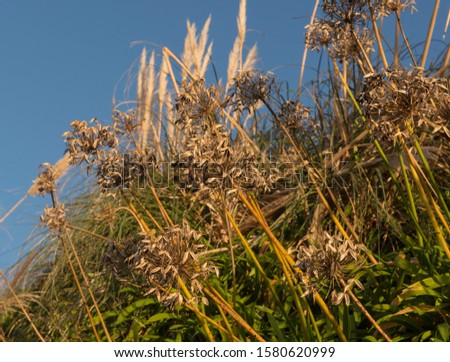 Winter Seed Heads of an Agapanthus Plant (African Lily) with a Bright Blue Sky Background in the Seaside Resort of Marazion on the South Cornwall Coast