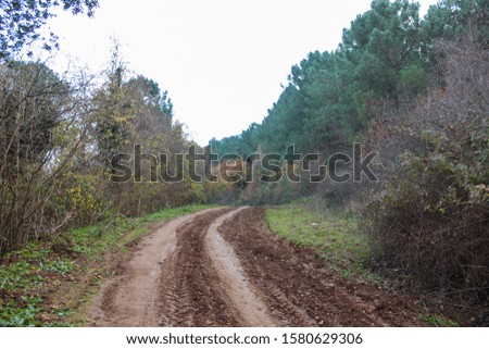 Muddy road in the forest after rain.