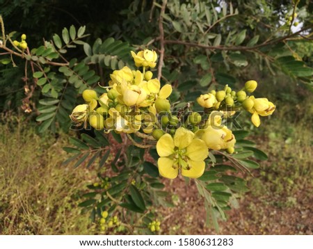 Cassia spectabilis, Cassia excelsa flower plant  Royalty-Free Stock Photo #1580631283