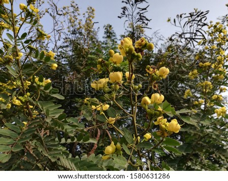 Cassia spectabilis, Cassia excelsa flower plant  Royalty-Free Stock Photo #1580631286