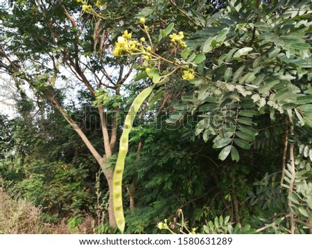 Cassia spectabilis, Cassia excelsa flower plant  Royalty-Free Stock Photo #1580631289