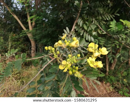 Cassia spectabilis, Cassia excelsa flower plant  Royalty-Free Stock Photo #1580631295
