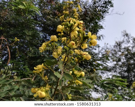 Cassia spectabilis, Cassia excelsa flower plant  Royalty-Free Stock Photo #1580631313