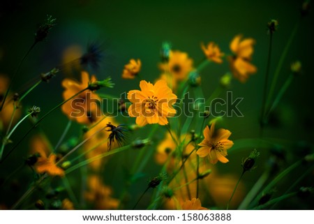 Yellow flower background