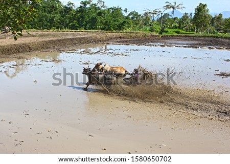 Pacu Jawi (Cow Racing) is a traditional event in the rice field before planting rice