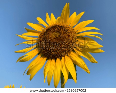Sunflower blomming field with blue sky and clouds