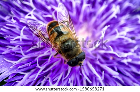 Macro photo of a pretty purple dahlia flower with a bee crawling on the petals searching for nectar