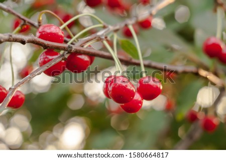 soft focus of red ripe cherries with green leaves on branch in front of blurred backgroung with bokeh effect