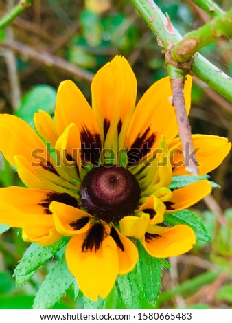 Beautiful bright yellow flower on a suttee green background 
