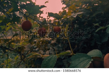 Nature pic of garden in fron of sun