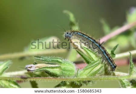 photos of wildlife and various caterpillars