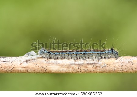 photos of wildlife and various caterpillars