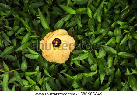 Isolated yellow flower against green grass.