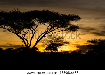 Silhouette of a tree at sunset in Tanzania
