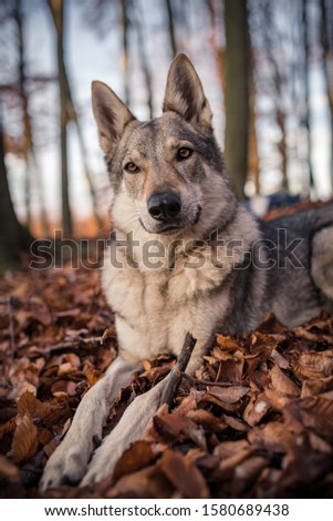 playful wolfdog posing for a photo