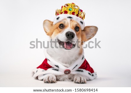 Pretty cute corgi dog wearing  royal costume crown  on white background.  copy space Royalty-Free Stock Photo #1580698414