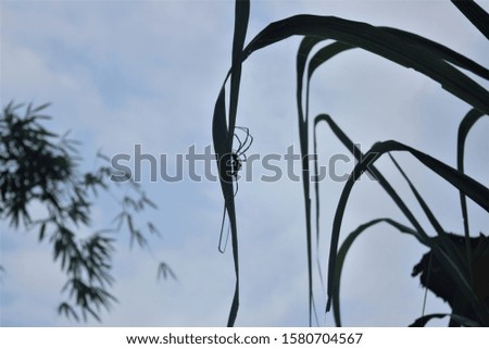 Spider silhouette walking on a plant