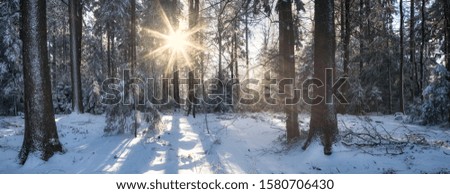 Winter forest panorama with snow and sunshine