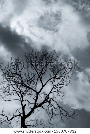 Silhouette dead tree and branch on grey sky background. Black branches of tree. Nature texture background. Art background for sad, dead, lonely, hopeless, and despair. Halloween day background.