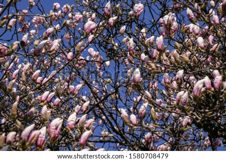 low angle view of magnolia blossoms in spring