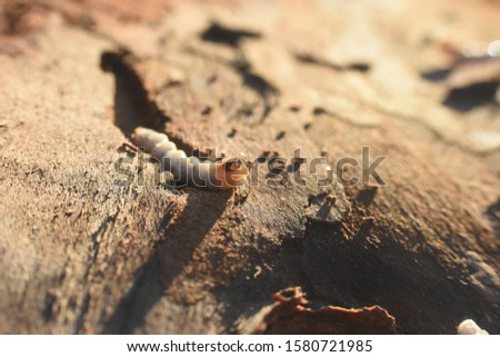 Wood worm make damage. Bark beetle larvae under the bark.  Insect pest spoils material