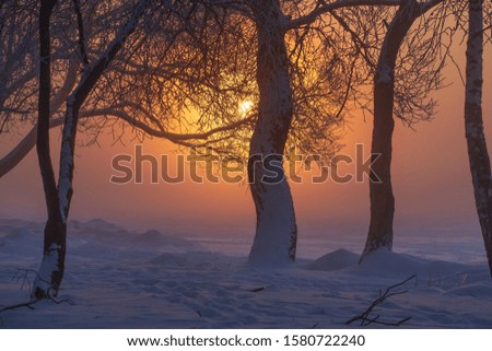 Winter sunrise. Snowy trees in morning sunlight in fog. Amazing wintry scene. Winter nature landscape with bright yellow sun through trees