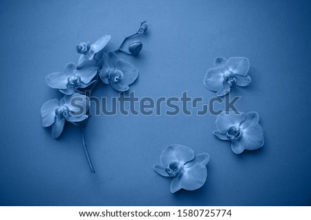 Frame of beautiful blue orchid flowers.   Color of  year 2020 Classic Blue pantone