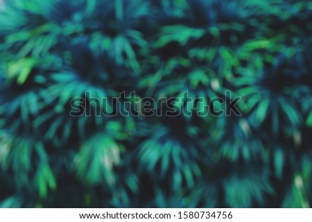 natural background, blur of blue palm leaf 