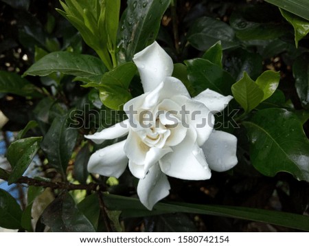 white flower and the green leaves background, nature photo object