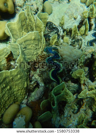 Macro photography of a giant clam in Red Sea at Ras Umm Sid - Egypt
