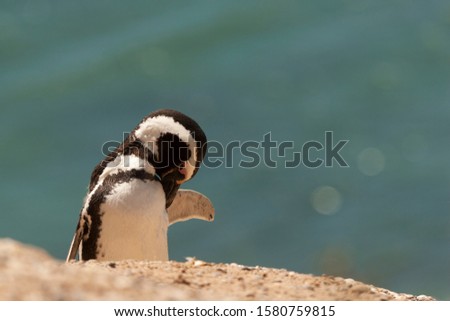 Magellan penguin in Puerto Madryn Argentina