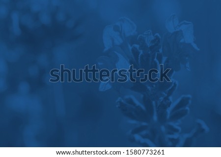 Lavender field in the morning at sunrise.  Spring blue lavender background. Flower background. Trend 2020 concept. Color of the year. Shallow depth of field