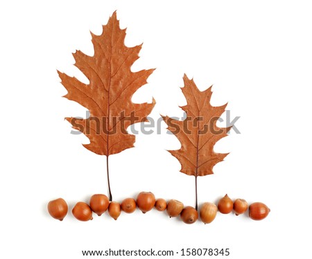two trees and the land of acorns and dry oak leaves on a white background
