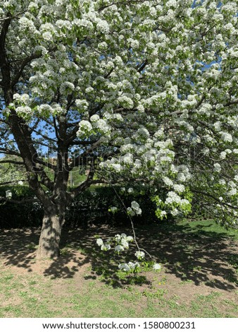 spring flowering pear branches with white flowers
