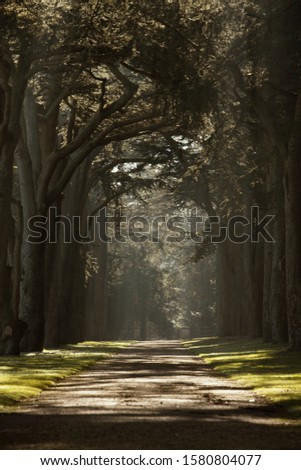 Image of avenue or a path with lime tress high quality picture for background