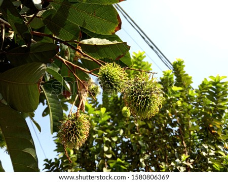 rambutan fruits and leaves, nature photo object