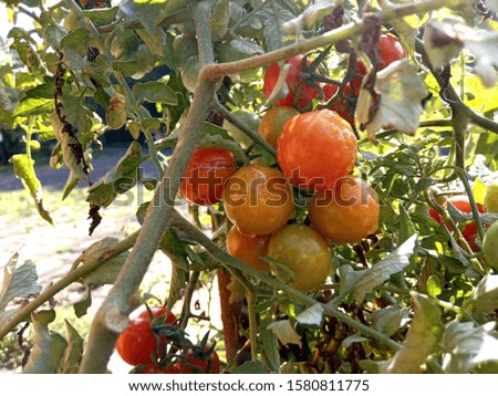 tomatoes and leaves, nature photo object