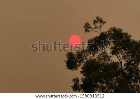 Australian bushfires 2019: The glowing red sun is barely visible through the thick smoke from nearby wild fires. Tree silhouettes and dark sky. Catastrophic fire danger Sydney NSW Australia Royalty-Free Stock Photo #1580813512