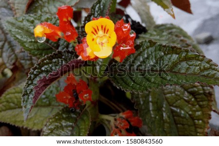 the flower red and yellow colour in the morning, nature photo object