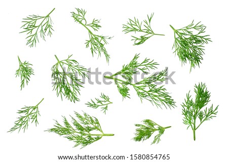 fresh green dill isolated on white background. top view Royalty-Free Stock Photo #1580854765